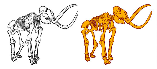 Hand Drawn line and colour Illustration of mammoth skeleton isolated on white background, Archeological discovery, paleontology symbol