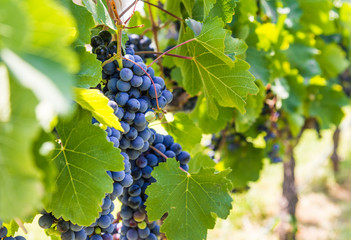 Red grapes on a vine in a vineyard in Mendoza on a sunny day