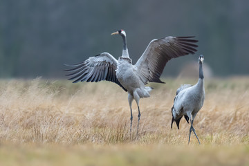 Spring mating dance in the meadow, Common Crane