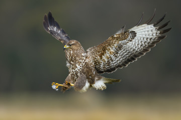 Flying raptor over the meadow at sunrise, Common Buzzard