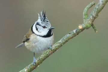 A beautiful little forest bird sits on a branch, Crested Tit