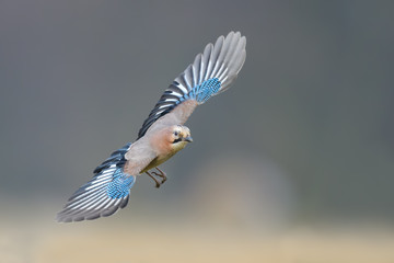 Flights over the meadow early in the morning, Eurasian Jay