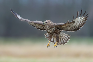 Flying raptor over the meadow, Common Buzzard