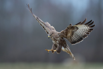 Flying raptor over the meadow , Common Buzzard