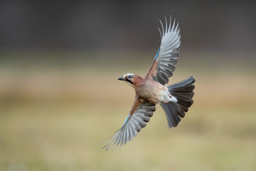 Flights over the meadow early in the morning, Eurasian Jay