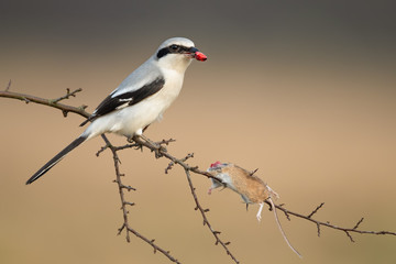 A small predator eats a mouse, Great Grey Shrike