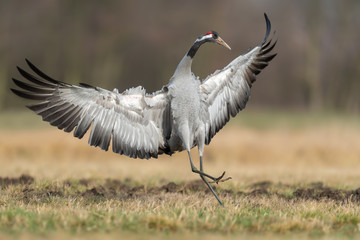Obraz na płótnie Canvas Unsuccessful spring landing in the meadow, Common Crane