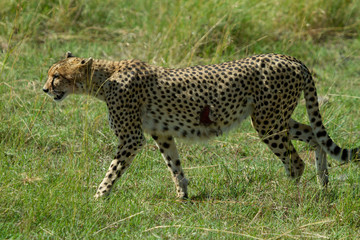 Cheetah with gash on its side