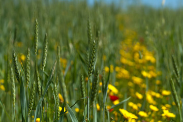 Green ears of wheat in the colorful field