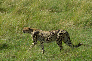Cheetah with gash on its side