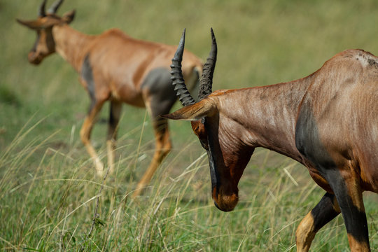 Topi Antelope in Kenya