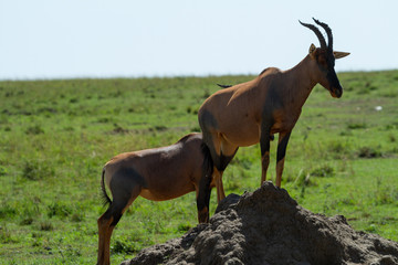 Naklejka na ściany i meble Topi Antelope in Kenya