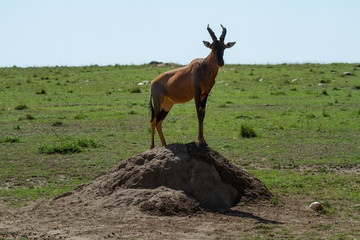 Topi Antelope in Kenya