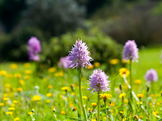Wildflowers in meadow