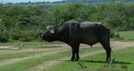 Fototapeta premium Cape Buffalo blocking the path home