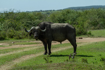 Cape Buffalo blocking the path home