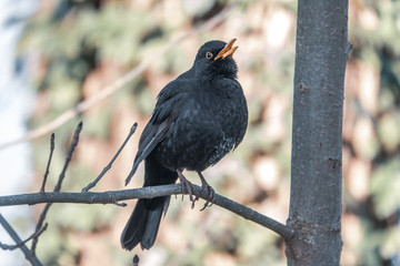 blackbird sits on a branch and looks into the camera