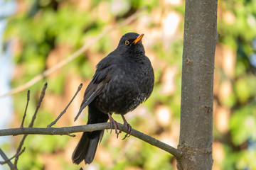 blackbird sits on a branch and looks into the camera