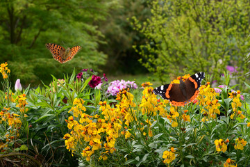 Schmetterling 642