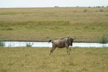 Wildebeest