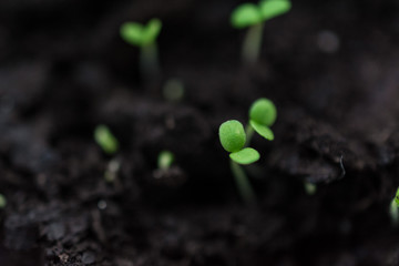 a lot of young , green plant sprouts on the dark ground