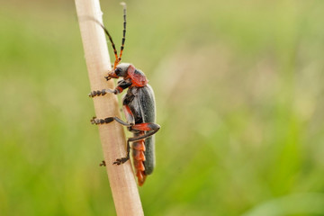 Nahansicht eines braunen Soldatenkäfers