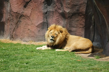 Obraz premium Lion