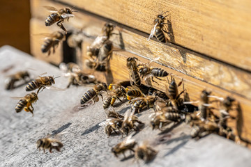 Close up of flying honey bees into beehive apiary Working bees collecting yellow pollen