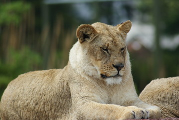 Lion