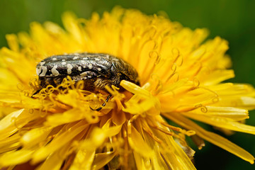 Nahansicht eines Trauer-Rosenkäfer