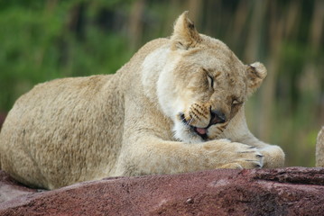 Lion