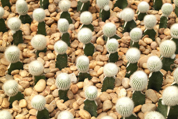 Lots of small flowering cacti among pellet stones.