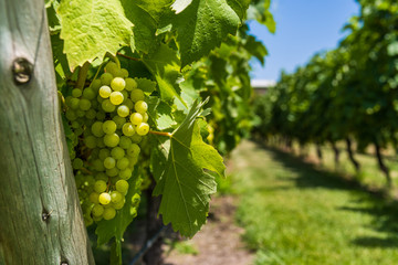 White grapes on a vine in a vineyard in Mendoza on a sunny day