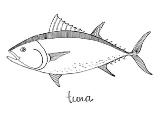 Tuna. Seafood design elements. Seafood menu, poster, label etc. Hand drawn ink sketch illustration. Vector illustration