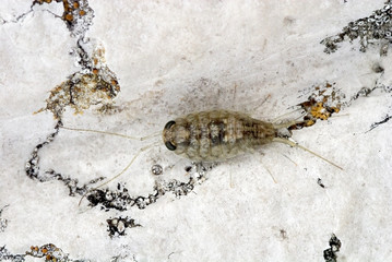 Rock lice Ligia Italica, from Venice Lagoon