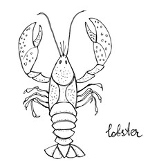 Lobster. Seafood design elements. Seafood menu, poster, label etc. Hand drawn ink sketch illustration. Vector illustration