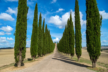 Cypress Trees rows and a white road rural landscape, Tuscany, Italy, Europe.