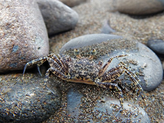 Ghost crab (Ocypode occidentalis) from Dominical, Costa Rica