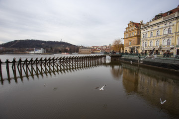 River in Prague and seagulls reflecting in the water