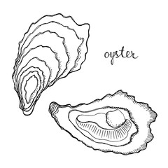 Oysters. Seafood design elements. Seafood menu, poster, label etc. Hand drawn ink sketch illustration. Vector illustration