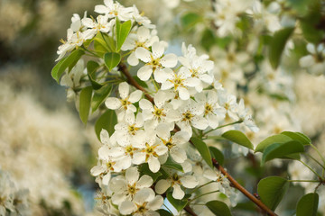 Fototapeta premium White flowers of a blossoming plum in the spring.