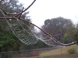 Spider Web lined with water droplets