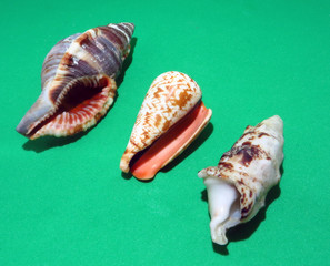 Assorted sea shells