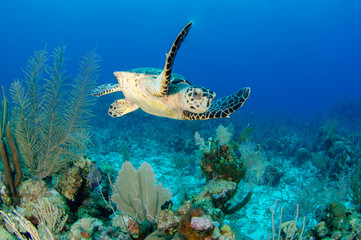 The underwater marine animals of Grand Cayman