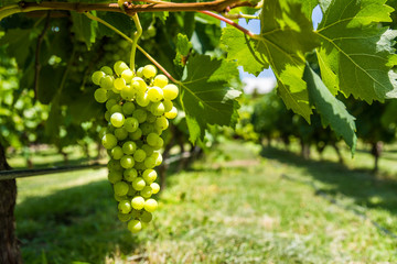 White grapes on a vine in a vineyard in Mendoza on a sunny day - obrazy, fototapety, plakaty