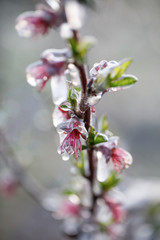 fiori di pesco ghiacciati
