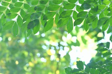 Tropical plant leaves with warm light growing in botanical garden and green nature background 