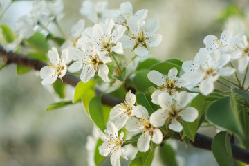 Obraz na płótnie Canvas White flowers of a blossoming plum in the spring.