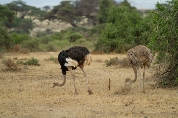 Male and Female Ostrich