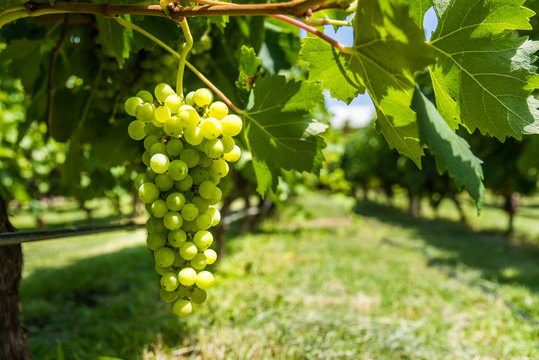 White grapes on a vine in a vineyard in Mendoza on a sunny day